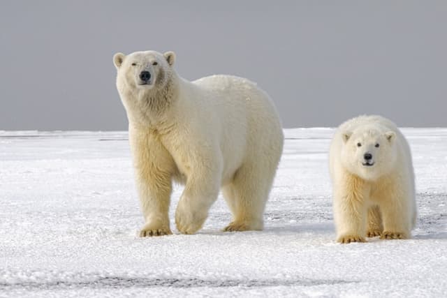 10 Amazing Facts About Canada