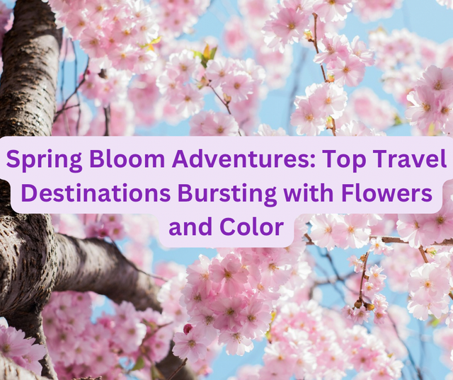 Spring Bloom Adventures: Top Travel Destinations Bursting with Flowers and Color